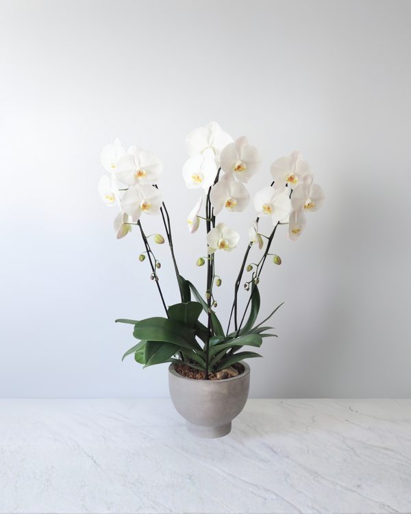 Philippe Ferrandis ホワイトフラワーモチーフ　バングル Cascading White Phalaenopsis Orchid Plant Garden - Triple - VIVIAN