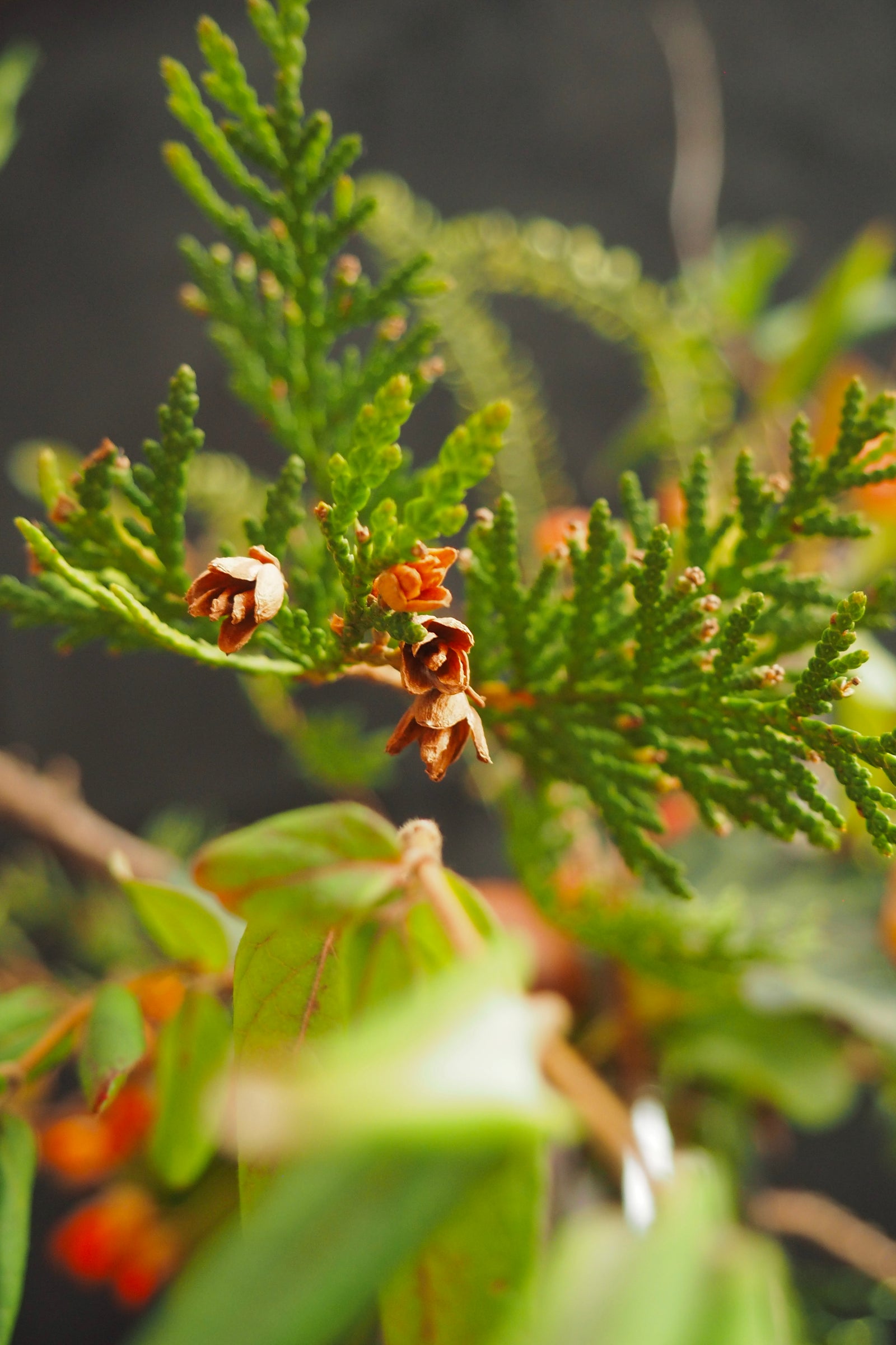 The Abundance Mindset from a Florist's Perspective
