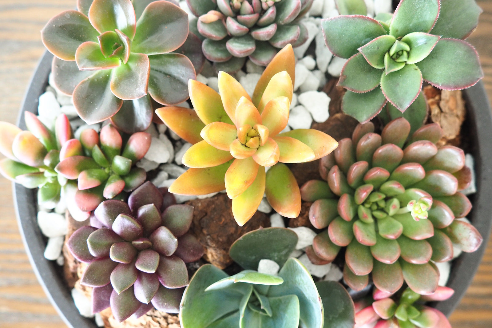 Succulent garden