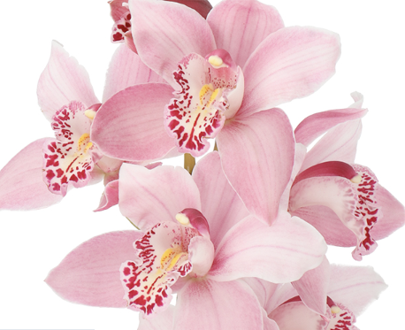Cymbidium Orchids & Chrome