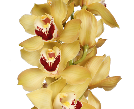 Cymbidium Orchids & Chrome