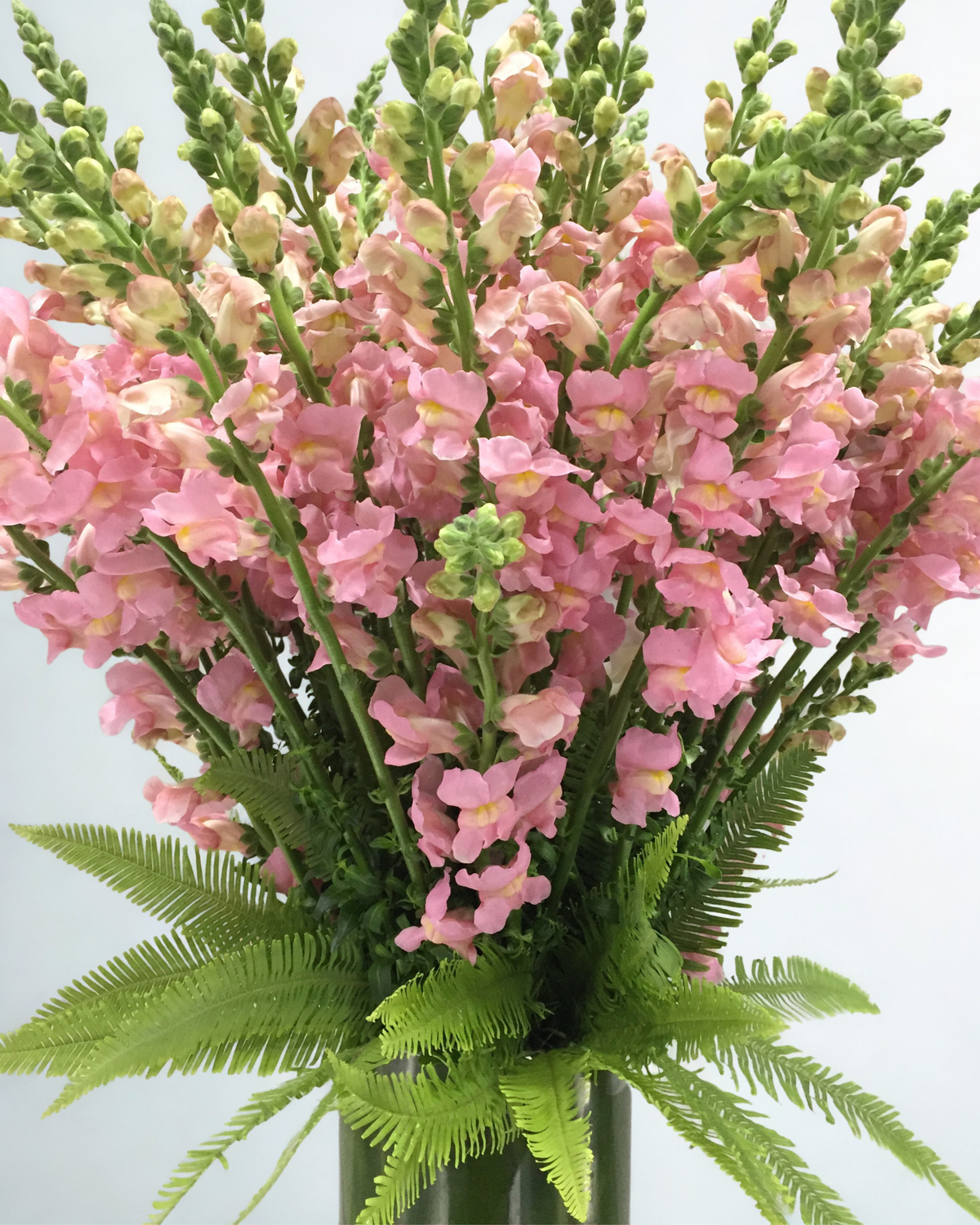 Snapdragon Simplicity