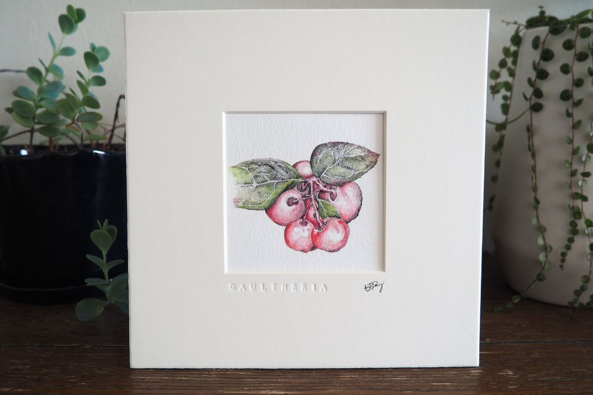 ‘Gaultheria’ - Gold Aluminum Framed Original Botanical Art (9”x9”)