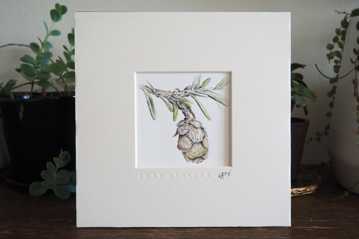 ‘Eastern Hemlock’ - Gold Aluminum Framed Original Botanical Art (9”x9”)