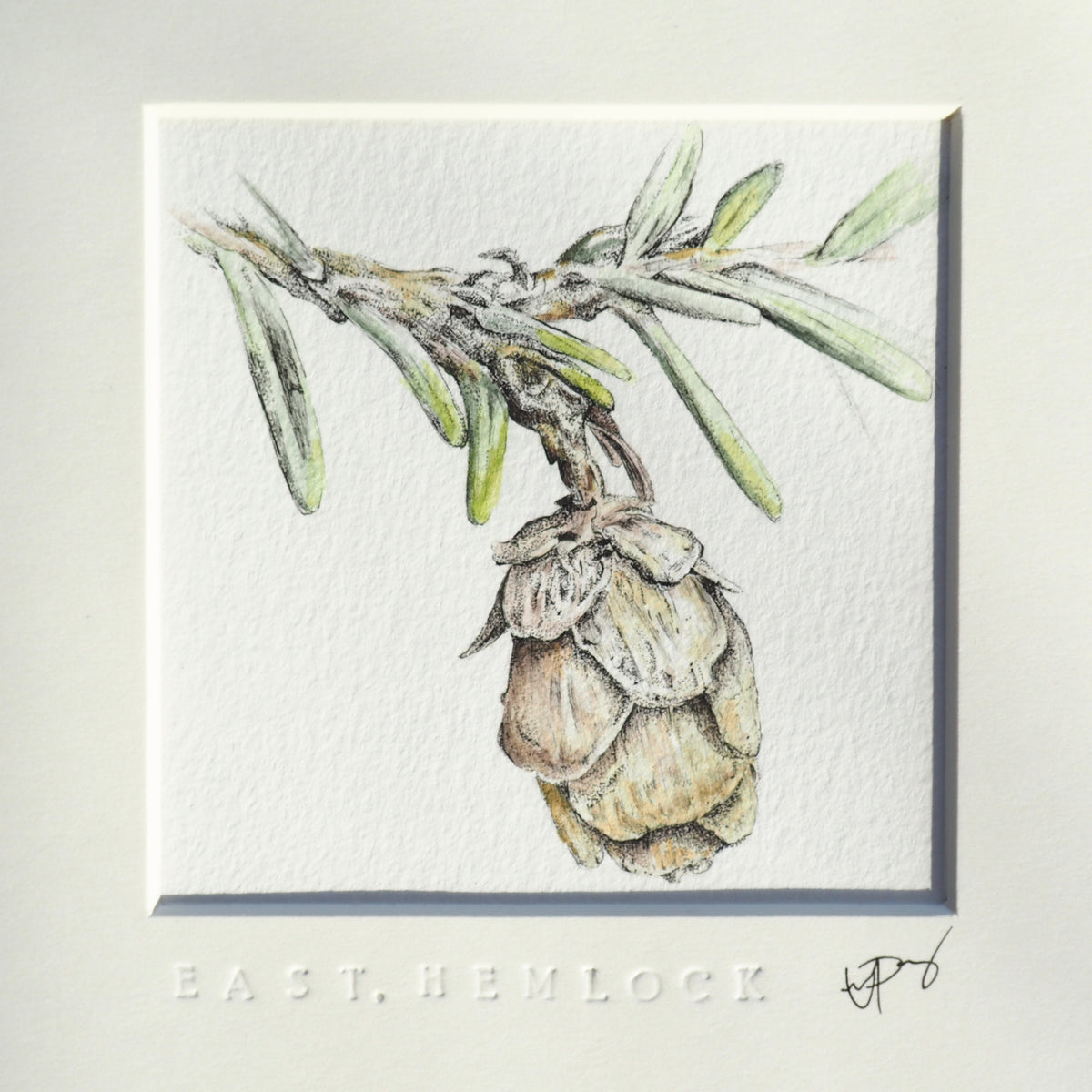 ‘Eastern Hemlock’ - Gold Aluminum Framed Original Botanical Art (9”x9”)