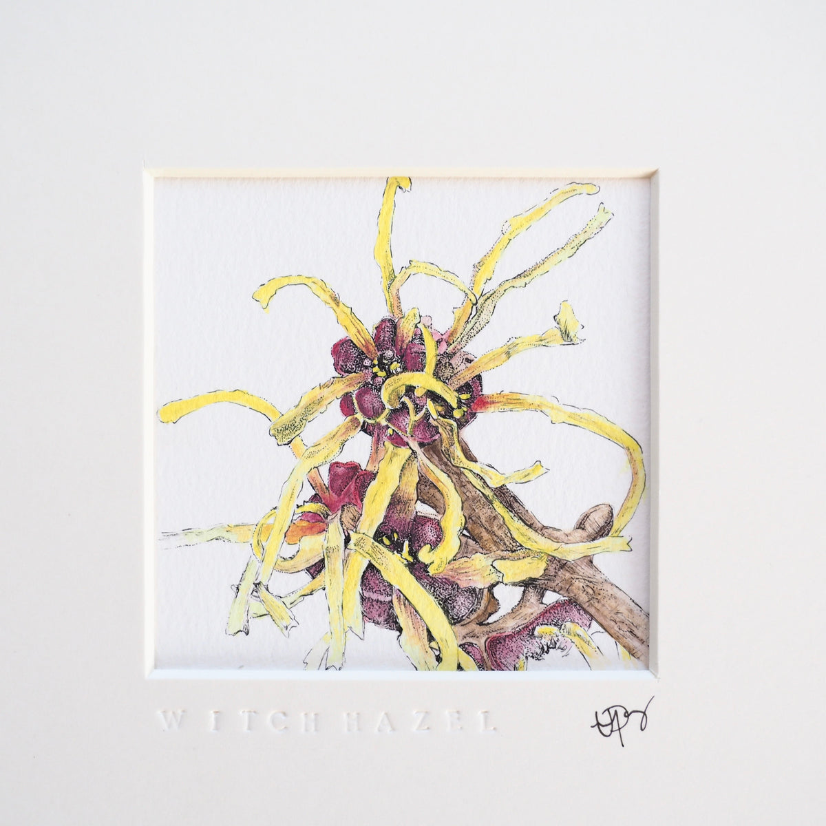 ‘Witch Hazel’ - Gold Aluminum Framed Original Botanical Art (9”x9”)