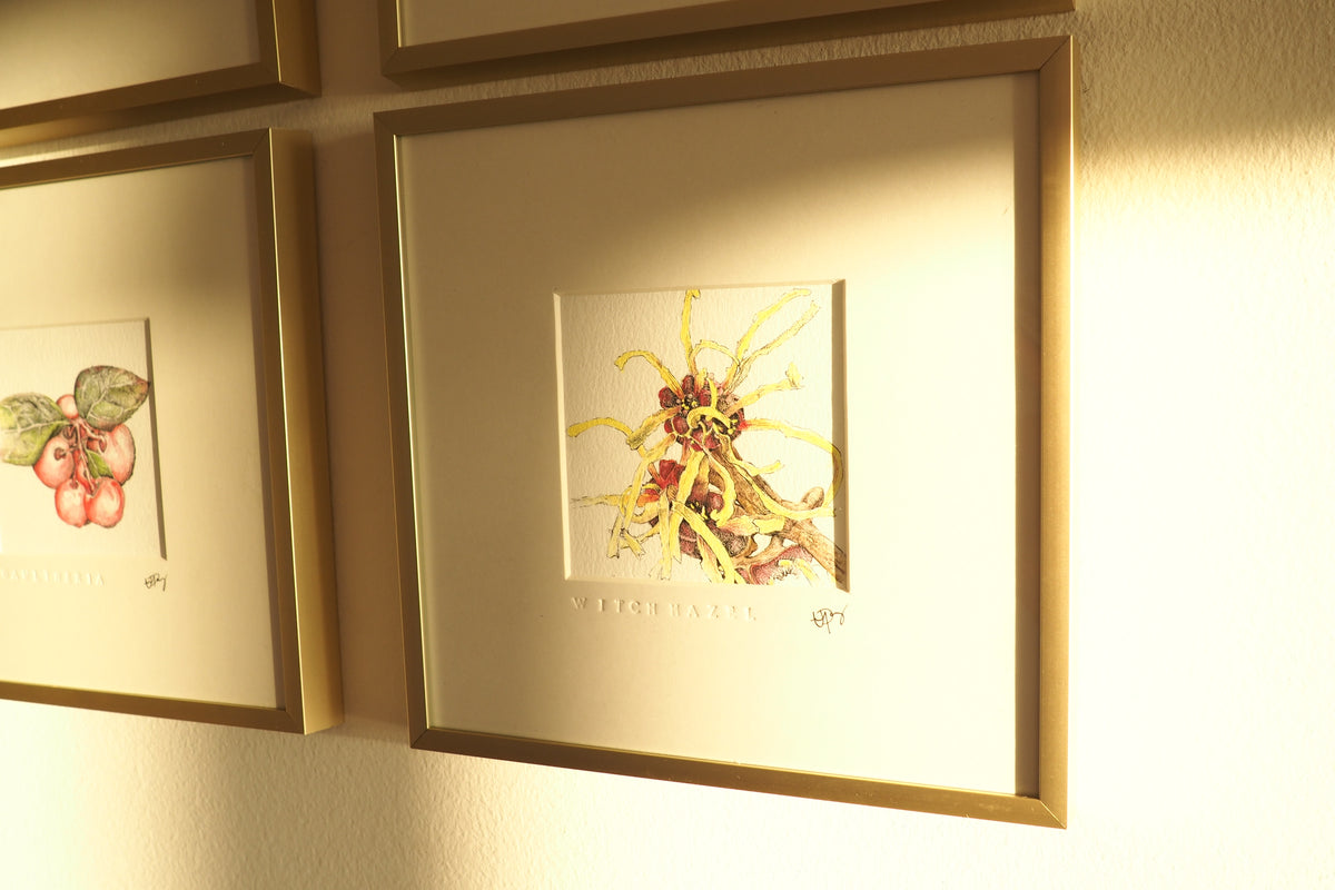 ‘Witch Hazel’ - Gold Aluminum Framed Original Botanical Art (9”x9”)