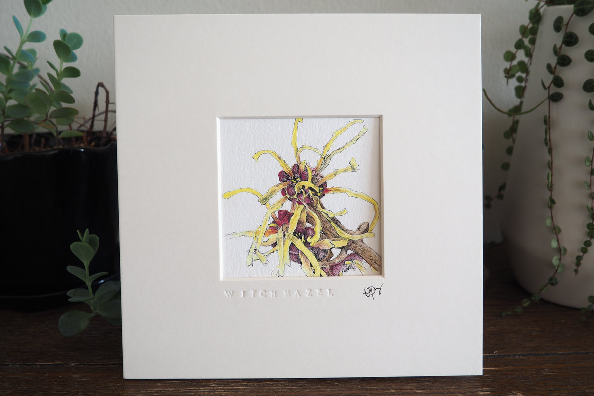 ‘Witch Hazel’ - Gold Aluminum Framed Original Botanical Art (9”x9”)