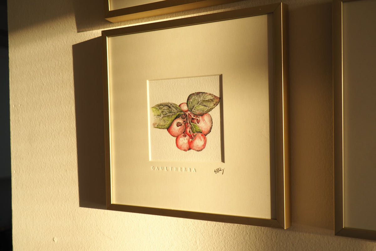 ‘Gaultheria’ - Gold Aluminum Framed Original Botanical Art (9”x9”)